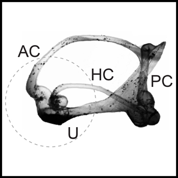 vestibular balance and spacial orientation